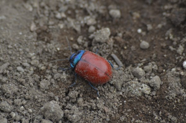 crisomela populi? No. Chrysolina sp.